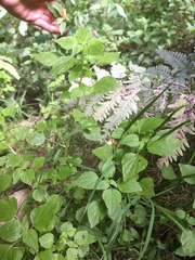 Parietaria debilis