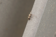 Exocentrus lusitanus