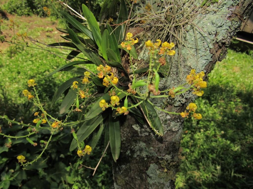 Gomesa paranensoides