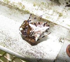 Verrucosa meridionalis