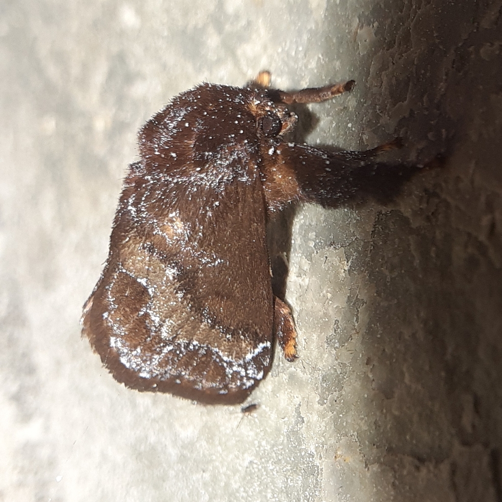 Limacodinae from Mumbai Veterinary College, Goregaon on July 10, 2023 at 0754 AM by Soham Gajre