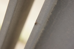 Exocentrus lusitanus