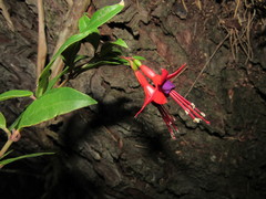 Fuchsia regia