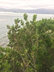 Melicytus orarius