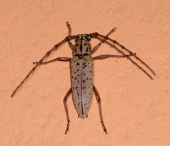 Elaphidion spinicorne