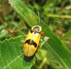 Chauliognathus flavipes
