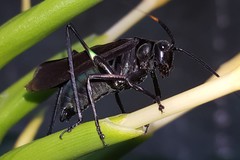 Scaphura nigra