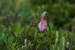 Cypripedium acaule image