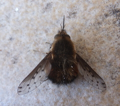 Bombylius discolor