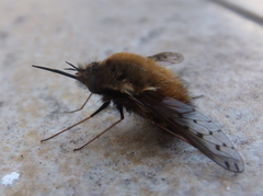 Bombylius discolor