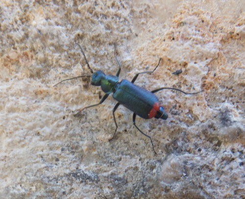 Malachius australis