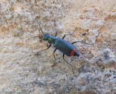 Malachius australis