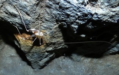 Dolichopoda azami ligustica