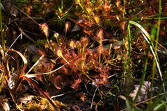 Drosera rotundifolia image
