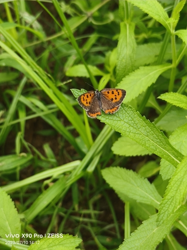 Small Copper