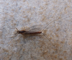 Baetis rhodani