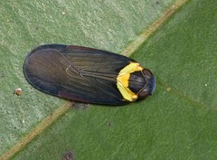 Plectoderes collaris
