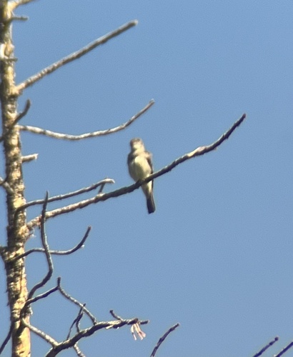 iNaturalist observation photo of Western Wood-Pewee
