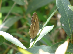 Brakefieldia perspicua