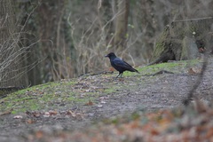 Corvus corone