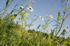 Matricaria