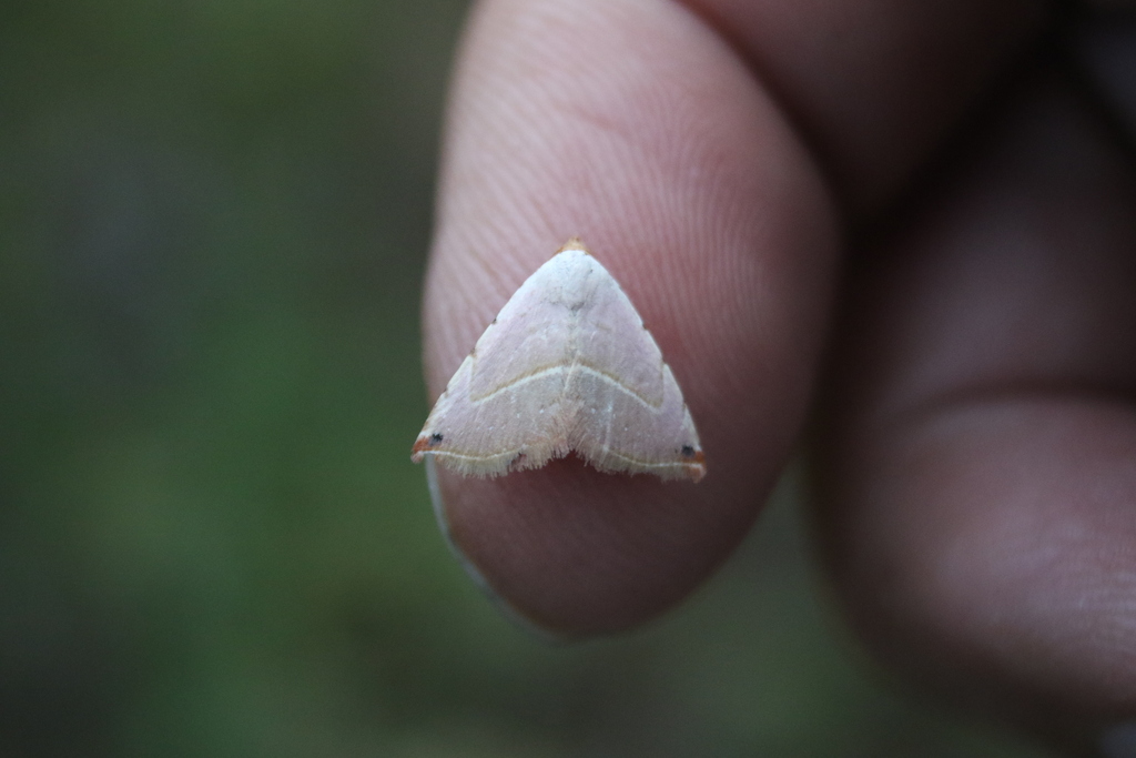 Eublemma polygramma