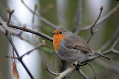Erithacus rubecula
