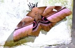 Pseudimbrasia deyrollei