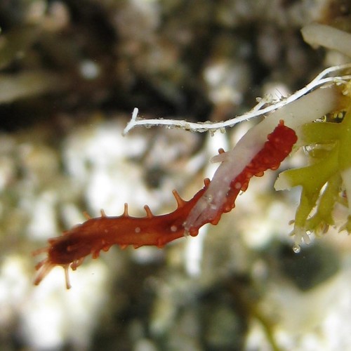 Squamocnus brevidentis