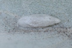 Bucculatrix enceliae