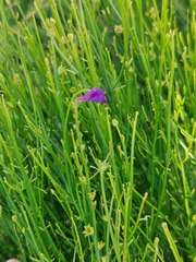 Oriental Dodartia (Dodartia orientalis)