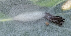 Bucculatrix enceliae