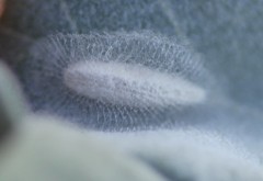 Bucculatrix enceliae