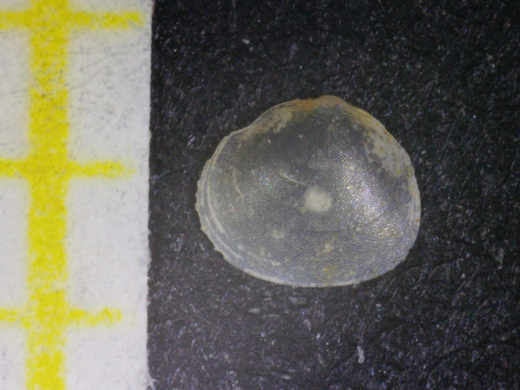 Lepton