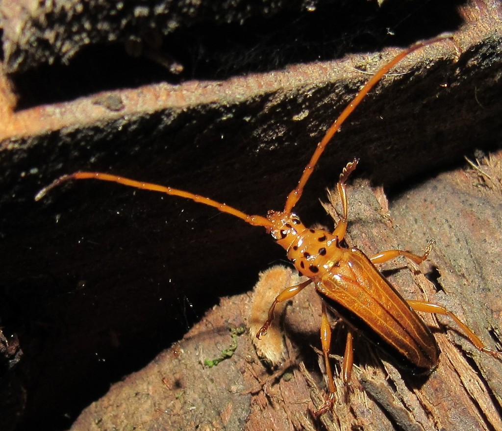 Chydarteres dimidiatus