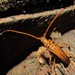 Chydarteres dimidiatus - Photo no rights reserved, uploaded by Kahio T. Mazon