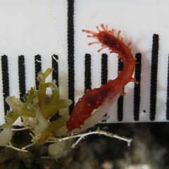 Squamocnus brevidentis