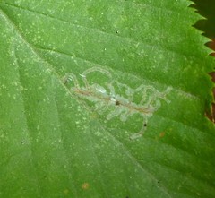 Caloptilia ostryaeella