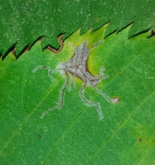 Caloptilia ostryaeella