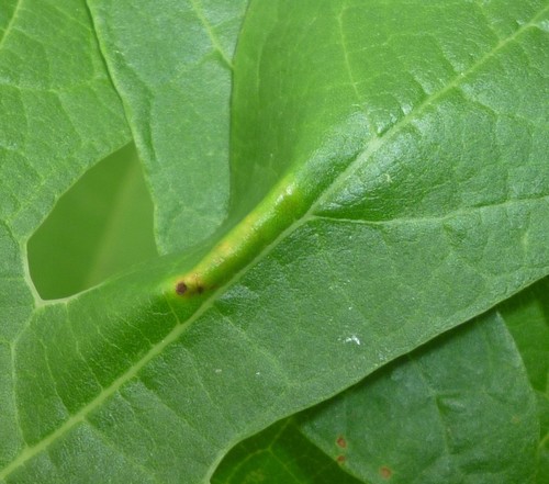 Sassafras Caloptilia Moth photo 3