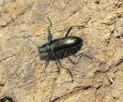 Strongylium aurichalceum