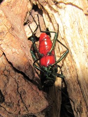 Strongylium aurichalceum