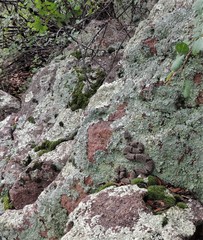 Crotalus lepidus klauberi