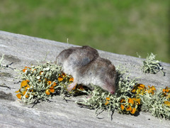 Blarina carolinensis