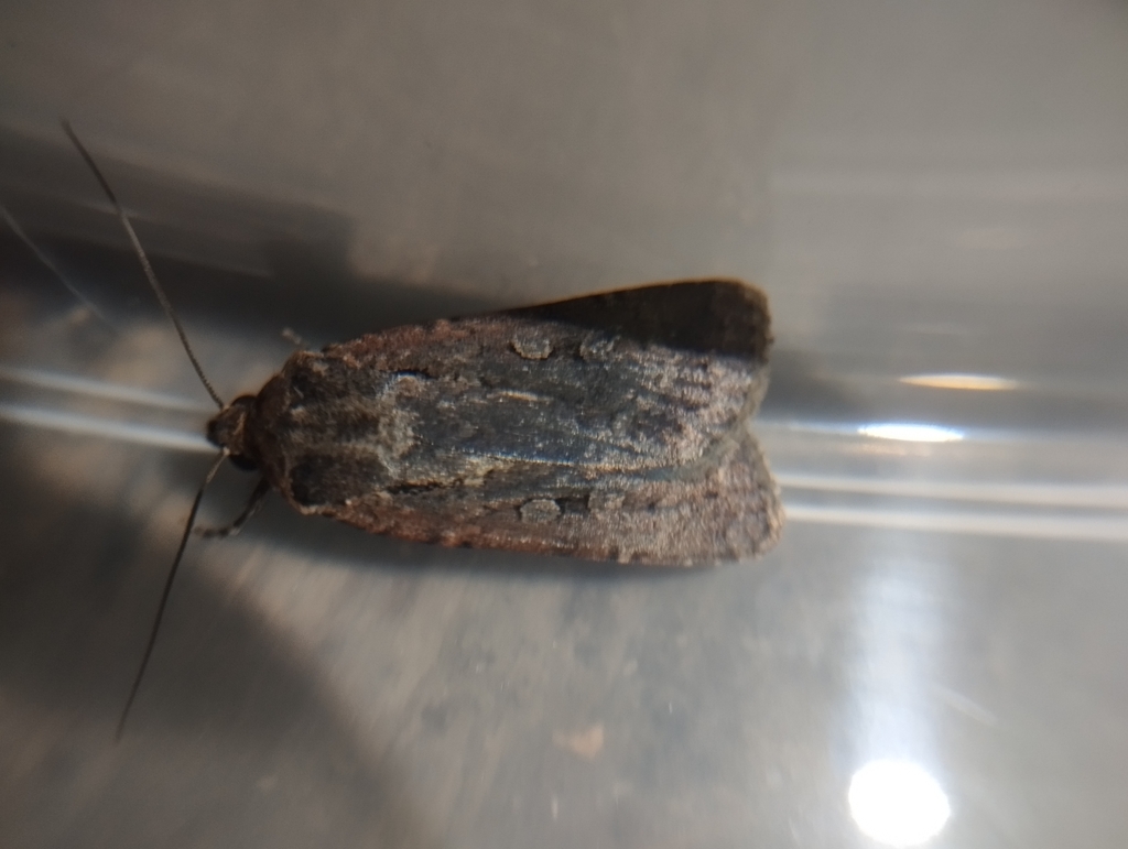 Stout Dart