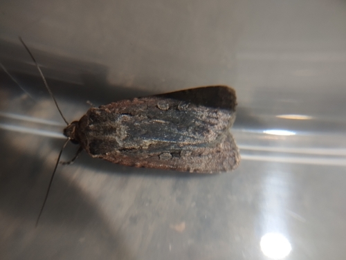 Stout Dart