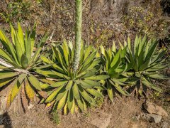 Agave horrida