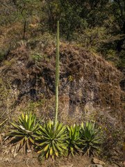 Agave horrida