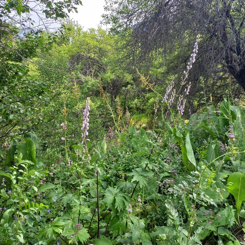 Aconitum leucostomum
