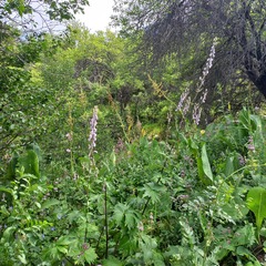 Aconitum leucostomum